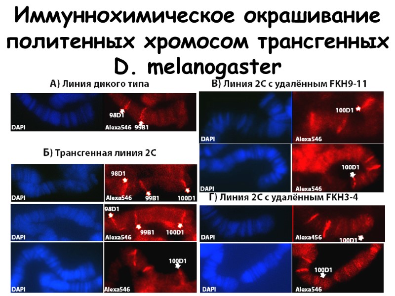 Иммуннохимическое окрашивание политенных хромосом трансгенных D. melanogaster